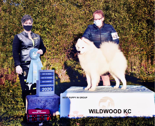 Samoyed male in dog show