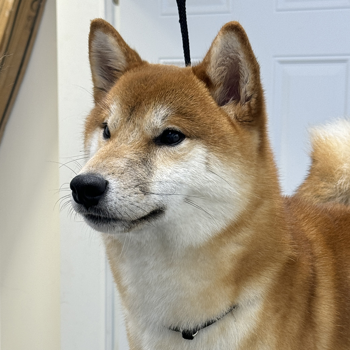 Male shiba inu